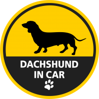 Dachshund in car